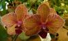 Phalaenopsis 