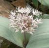 Allium karataviense Česnek karatavský
