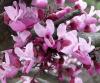 Cercis canadensis Zmarlika kanadská