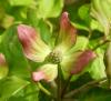 Cornus kousa Svída japonská