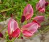 Cytisus x praecox Čilimník raný
