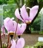Dodecatheon Božskokvět