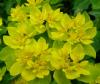 Euphorbia polychroma Pryšec mnohobarvý