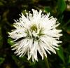Globularia cordifolia Koulenka