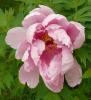 Paeonia suffruticosa \'Benichitori\' Pivoňka keřovitá