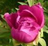 Paeonia suffruticosa \'Fujimusume\' Pivoňka keřovitá