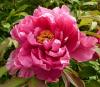 Paeonia suffruticosa \'Koikakura\' Pivoňka keřovitá