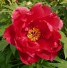 Paeonia suffruticosa \'Nighige tunisiki\' Pivoňka keřovitá