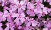 Phlox subulata Plamenka šídlovitá