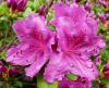 Rhododendron Pěnišník
