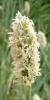 Sesleria nitida Pěchava lesklá