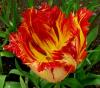 Tulipa tulipán
