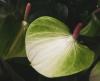 Anthurium Toulitka