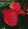Anthurium Toulitka