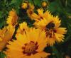 Coreopsis Krásnoočko