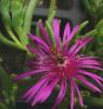 Delosperma 