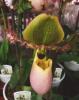 Paphiopedilum Střevíčník