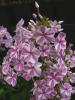 Phlox Flox