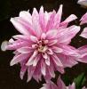 Dahlia \'Pink Giraffe\' Jiřinka