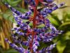 Aechmea \'Blue Rain\' Echmea