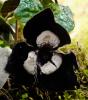 Asarum maximum 