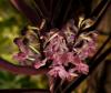Ascocentrum chrystensonianum 