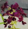 Calanthe \'St. Aubin\' Hybrid 
