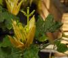 Clematis aurantiaca Plamének