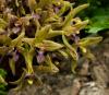 Cymbidium deronianum 
