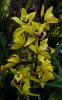 Cymbidium hybrid 