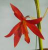 Laeliocattleya \'Rojo\' 