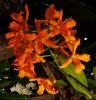 Laeliocattleya \'Trick or Treat\' 