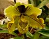 Paphiopedilum Střevíčník