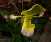 Paphiopedilum Střevíčník