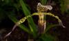 Paphiopedilum Střevíčník