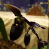 Paphiopedilum hybrid Střevíčník