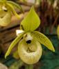 Paphiopedilum malipoense Střevíčník