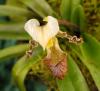 Paphiopedilum tranlienianum Střevíčník