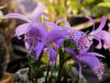 Pleione bulbocodioides f. limprichtii 