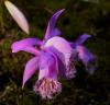 Pleione imprichtii 