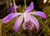 Pleione speciosa 