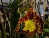 Psychopsis kramerianum 