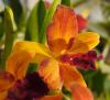 Sophrolaeliocattleya \'Mine Gold\' 