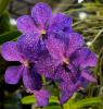 Vanda hybrid 