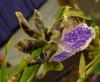 Zygopetalum hybrid 