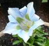 Gentiana angustifolia alba Hořec úzkolistý