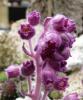 Saxifraga perseus Lomikámen