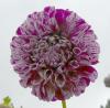 Dahlia \'Cartouche\' Jiřinka
