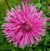 Dahlia \'Elektra\' Jiřinka