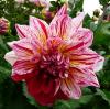 Dahlia \'Kaliope\' Jiřinka